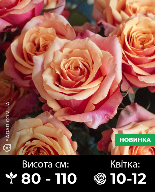 Саджанці рози Черрі Бренді