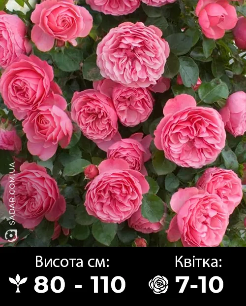 Саджанці рози Леонардо да Вінчі (флорибунда)