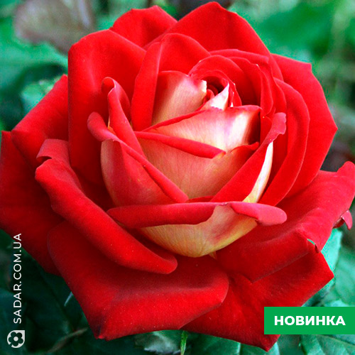 Саджанці рози Нью Фешн - Image 2