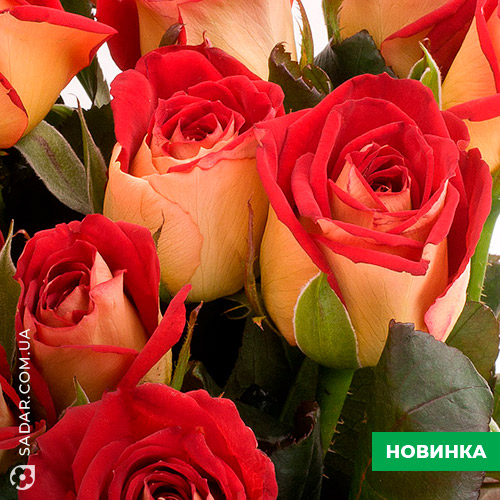 Саджанці рози Нью Фешн - Image 3