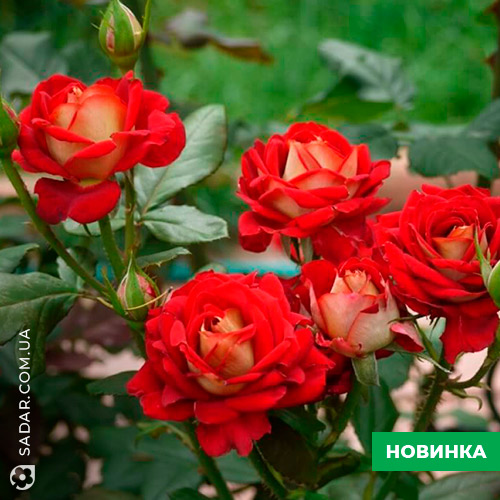 Саджанці рози Нью Фешн - Image 4