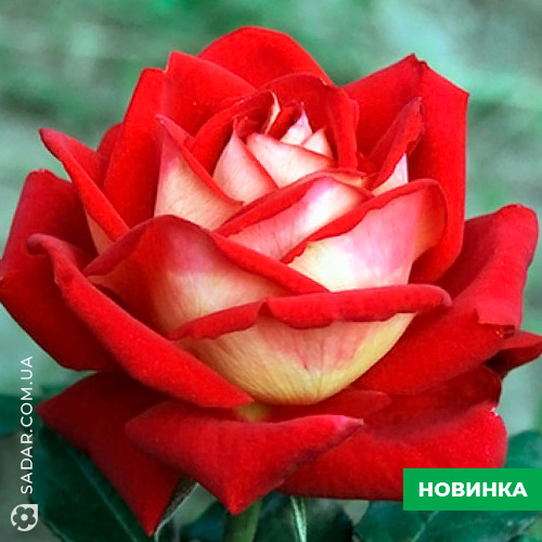 Саджанці рози Нью Фешн