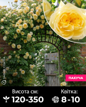 Саджанці рози Пілігрим