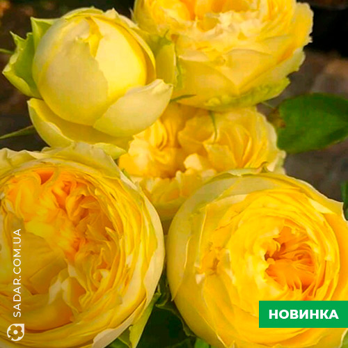 Саджанці рози Помпонелла жовта