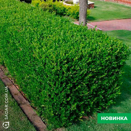 Саджанці Самшиту (розмір саджанця 30 см)