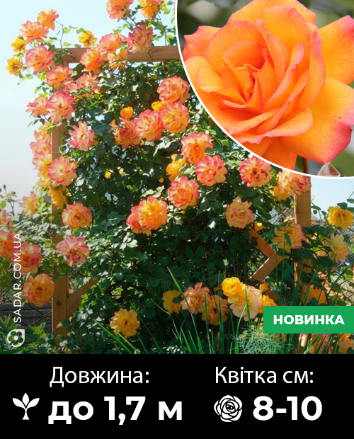 Саджанці рози Сахара (паркова)
