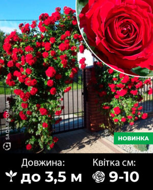 Саджанці рози Симпатія (плетиста)