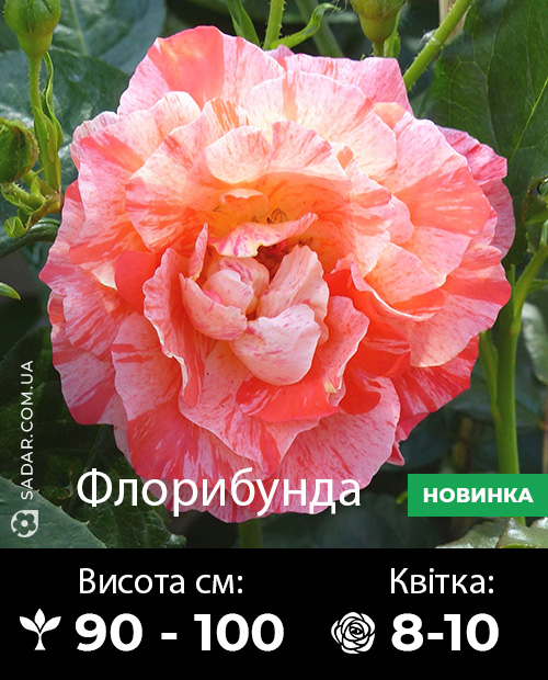 Саджанці рози Грімальді