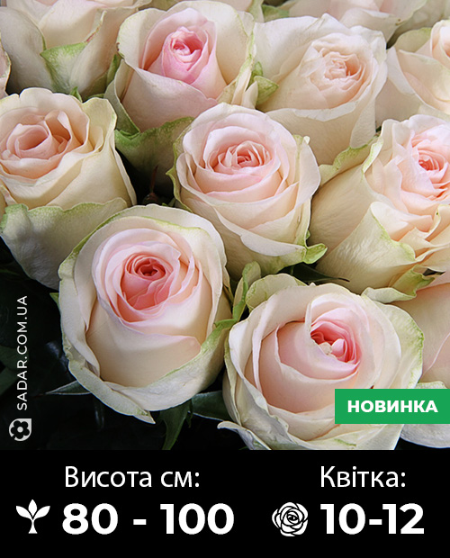 Саджанці рози Сеньйоріта