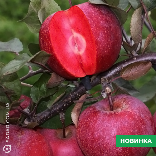 Яблуня Ера Червоном'якотна