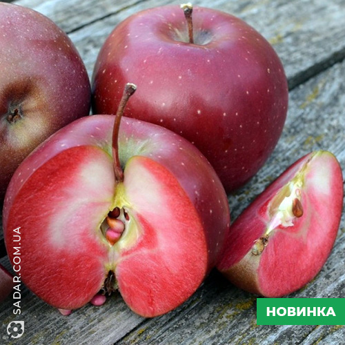 Яблуня Розета Червоном'якотна