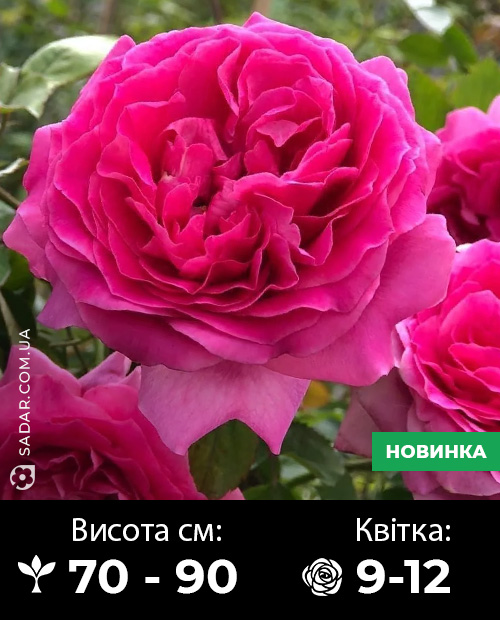 Саджанці рози Бернадетте