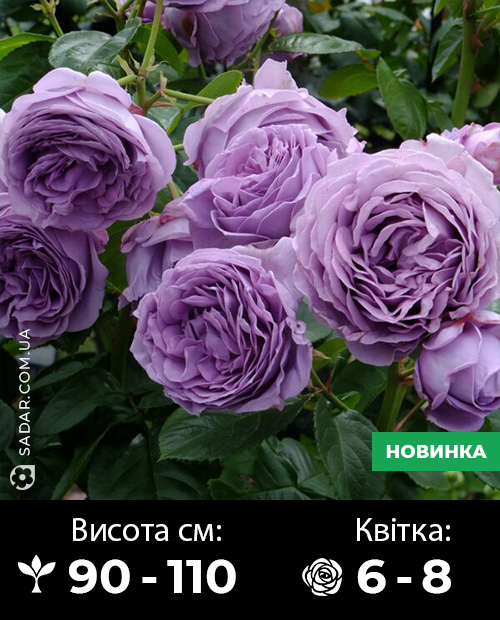 Саджанці рози Блу Скай Фрі