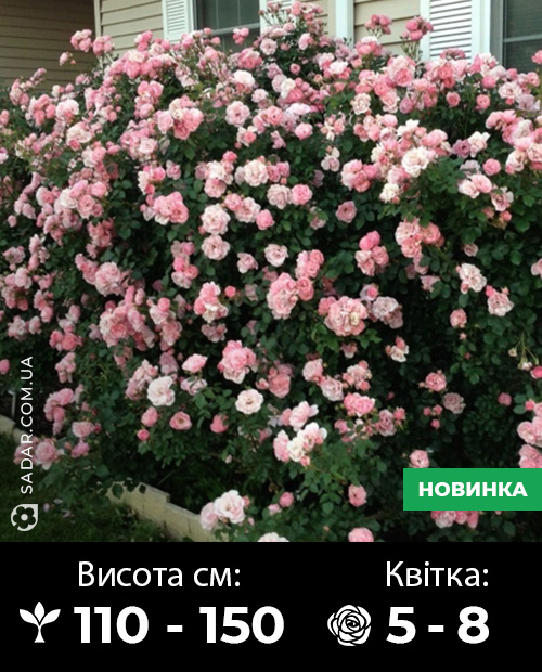 Саджанці рози Боніка - Image 2