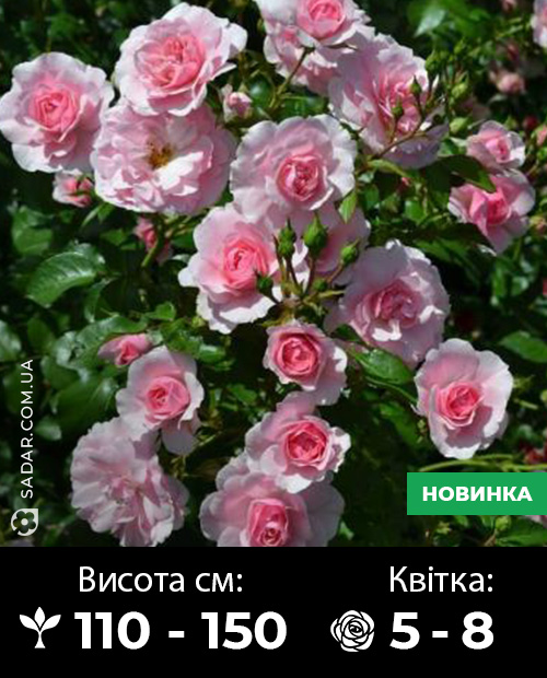 Саджанці рози Боніка