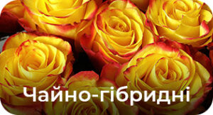 Чайно-гібридні
