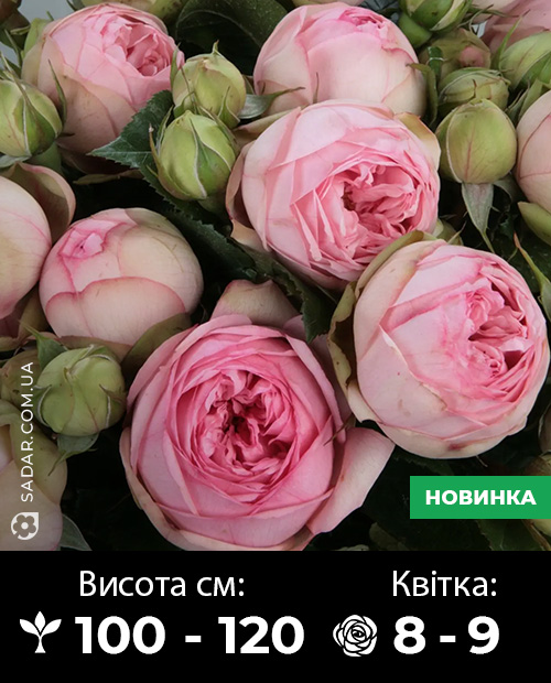 Саджанці рози Чарминг Піано (Вегетуючі з поля)