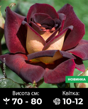 Саджанці рози Едді Мітчел