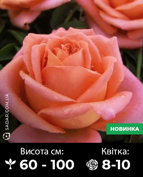 Саджанці рози Ельдорадо