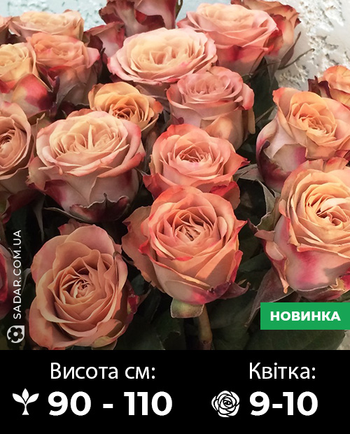Саджанці рози Капучіно