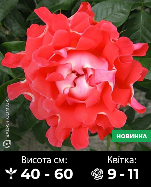 Саджанці рози Корал Раффлс