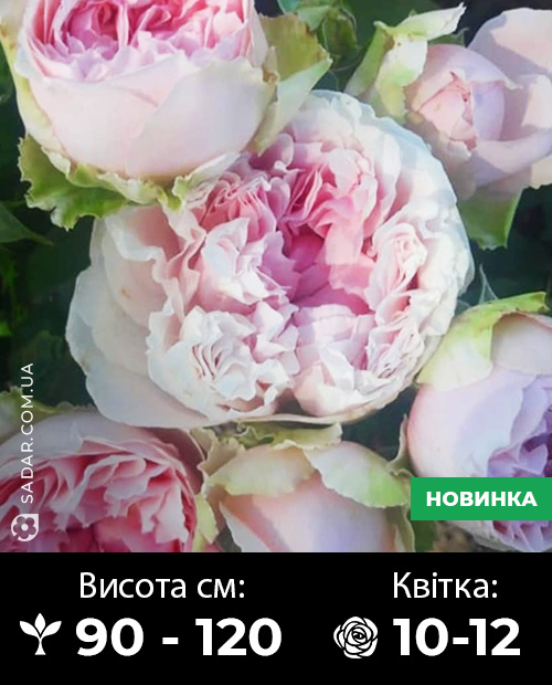 Саджанці рози Міранда