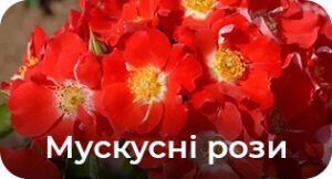Мускусні троянди