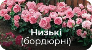 Низькі (бордюрні)