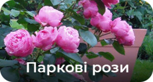 Паркові троянди
