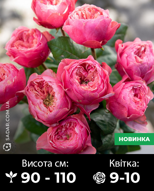 Саджанці рози Пінк Вувузела