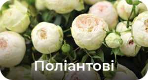 Поліантові і флорибунда