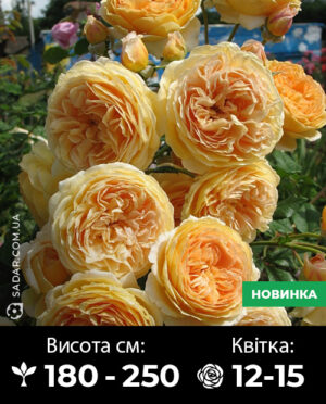 Саджанці рози Принцеса Маргарет (англійська)