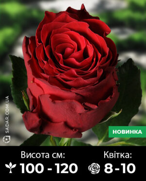 Саджанці рози Родос