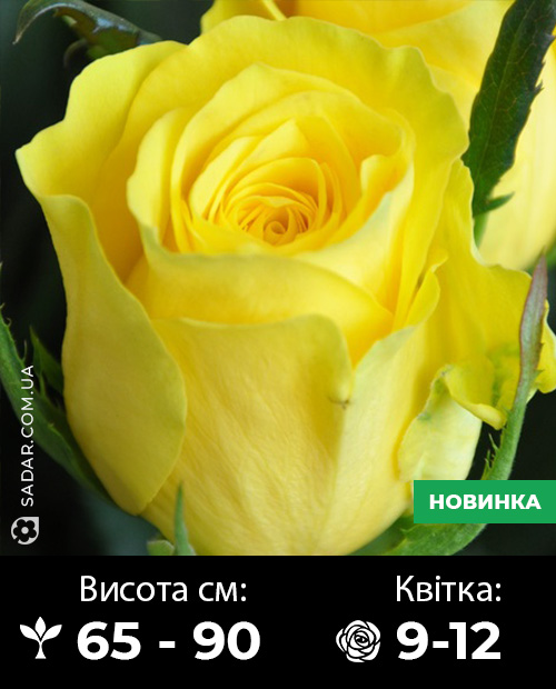 Саджанці рози Скайлайн