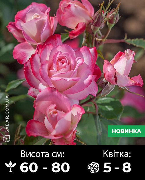 Саджанці рози Спрей Фурор