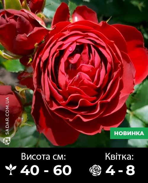 Саджанці рози спрей Ред Лейс