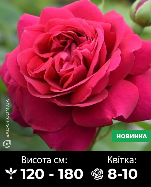 Саджанці рози Тесс (англійська)