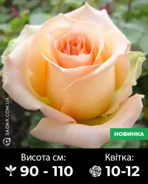 Саджанці рози Версилія
