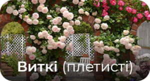 Плетисті рози