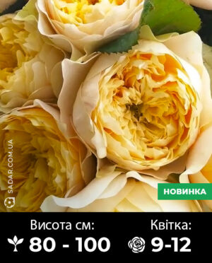 Саджанці рози Голд Вувузела