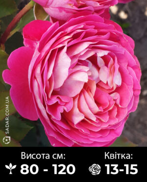 Саджанці рози Бель Де Сегоза