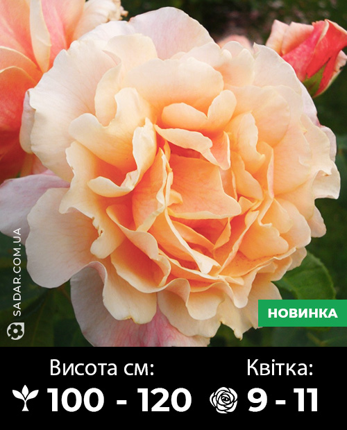 Саджанці рози Карамелла (Шраб)