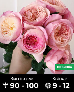 Саджанці рози Констанція