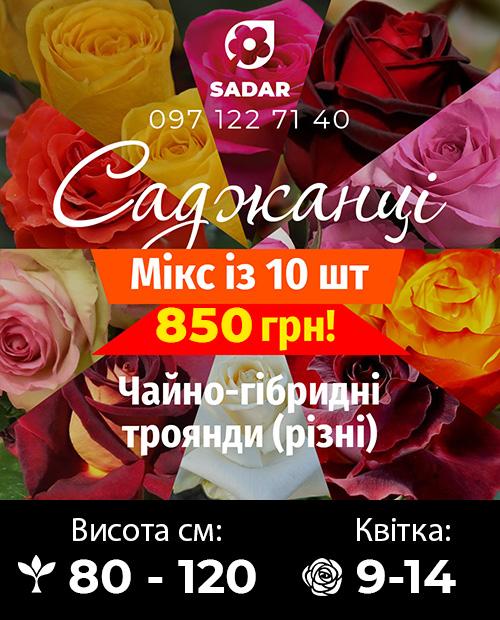Мікс чайно-гібридних троянд (різні сорти) 10шт