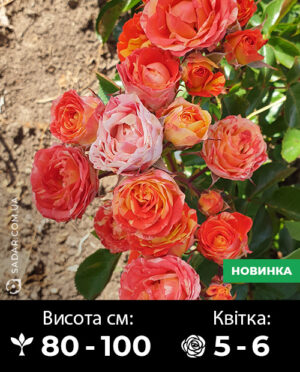 Саджанці рози Мішель Ларок