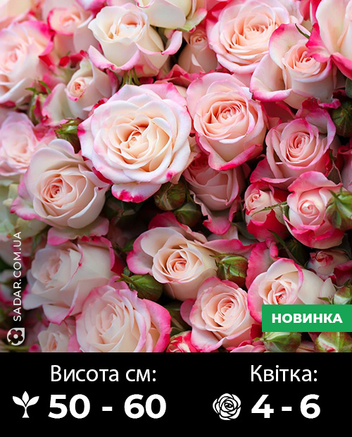 Саджанці рози спрей Рефлекс