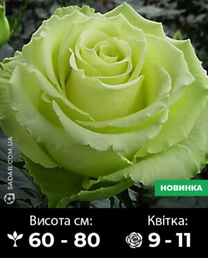 Саджанці рози Зелена Планета