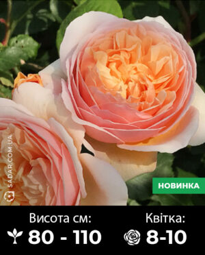 Саджанці рози Джульєтта