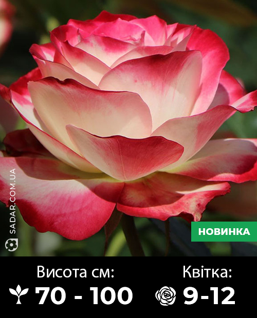 Саджанці рози Ювілей принца Монако