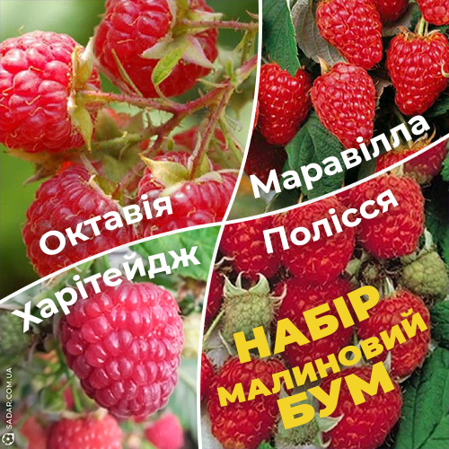 Набір саджанців Малиновий Бум